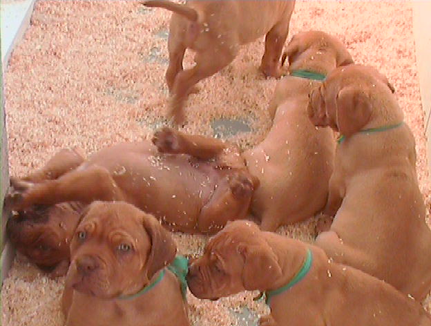  Samson and Sobri's babies
