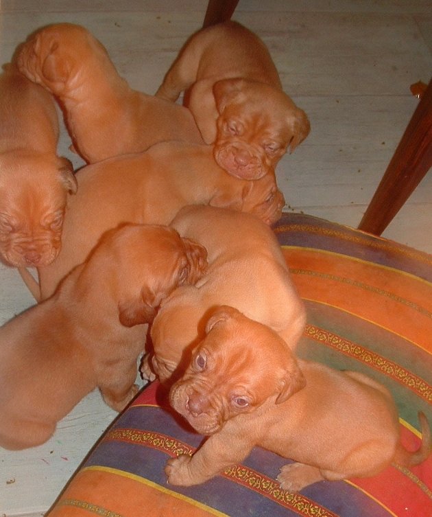  Samson and Sobri's babies