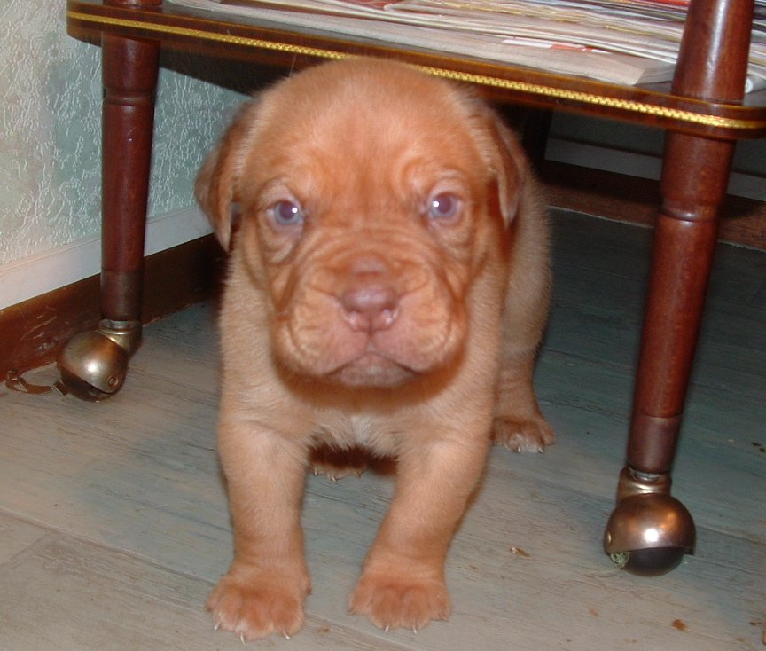 Un bb de Samson et Sobri