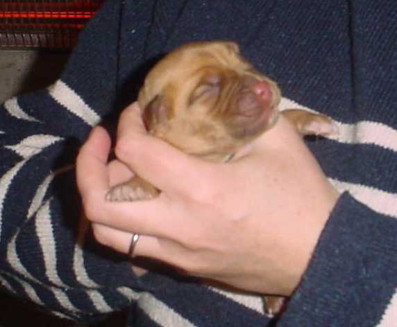 Le bb femelle