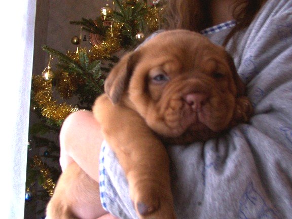 Satine, le bb femelle