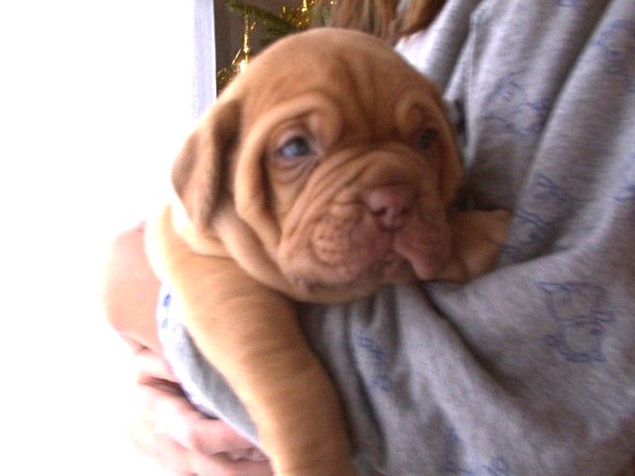Samson, le bb mle