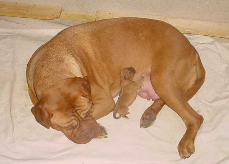 Ombre du Dsir Ardent mit ihrem Baby